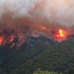 10 procent od sprzedanego towaru – tyle zaproponował diler na ratowanie strawionej przez pożary Australii. Ratować zniszczony przez ogień kontynent postanowił australijski diler. Jego charytatywna akcja zrobiła w sieci furorę.