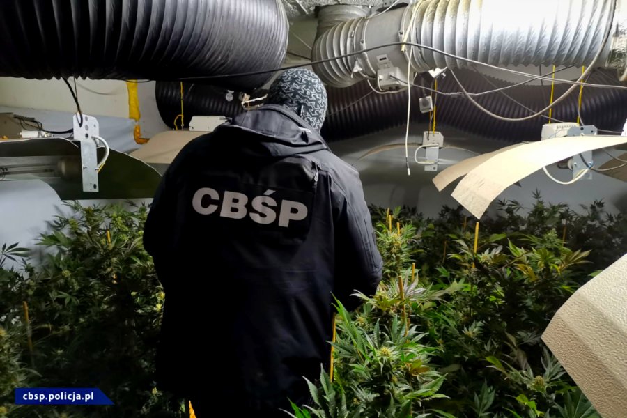 1350 krzewów i 16 kg marihuany przejęli w województwie łódzkim funkcjonariusze Centralnego Biura Śledczego Policji. Z ponad 1000 krzewów można było uzyskać co najmniej 10 kg konopnego suszu. Podczas akcji zatrzymani zostali dwaj mężczyźni.