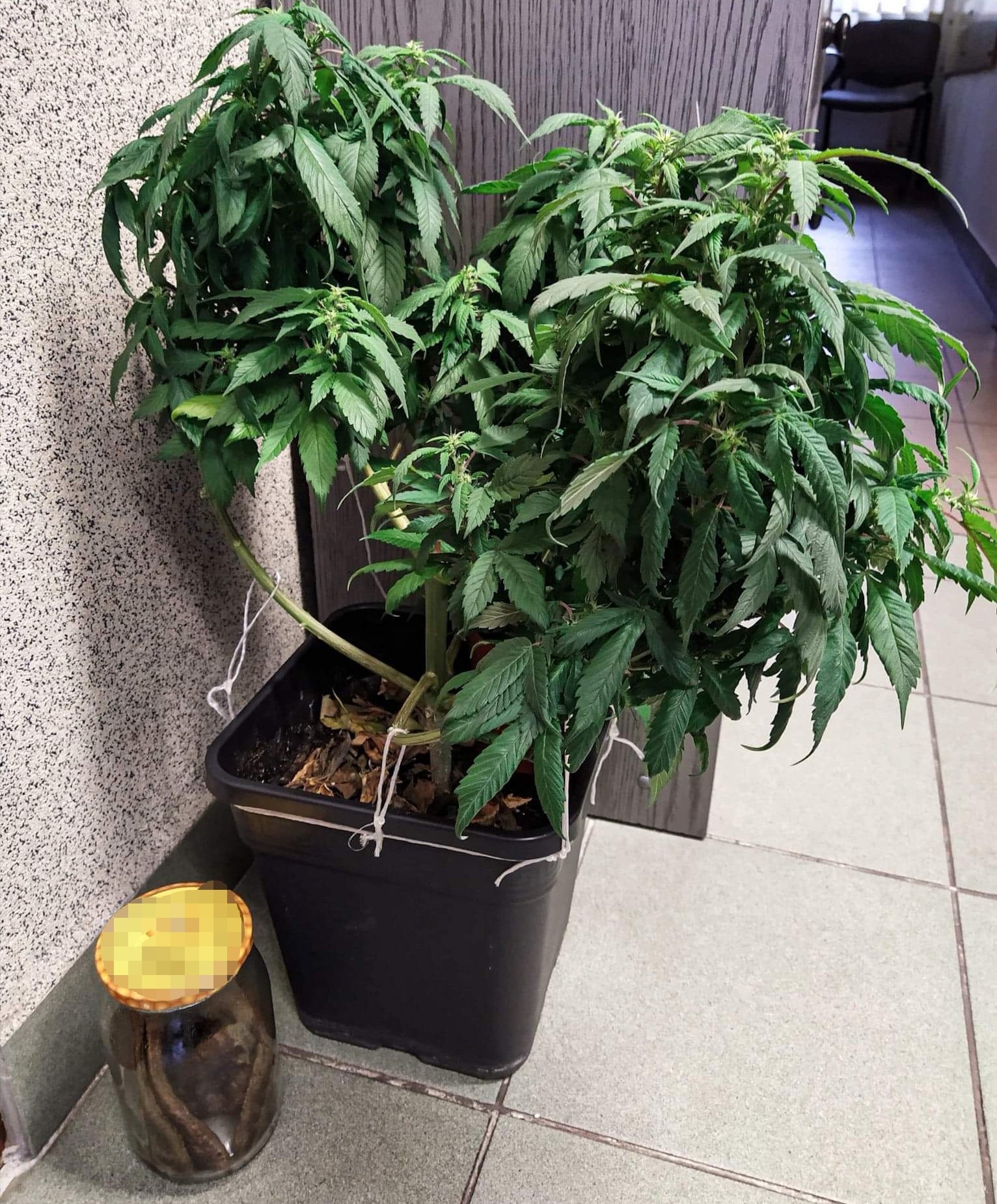 To miała być wyjątkowa kolacja dla mamy. Miała być nie tylko smaczna, ale też sprawić, żeby mama 28 latka poczuła się naprawdę dobrze. Skończyło się jednak inaczej niż planował kochający syn. Mamę przewieziono do szpitala, a MasterChef, który usmażył dla niej naleśniki z marihuaną trafił do policyjnego aresztu.