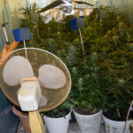 Gdzie najbezpieczniej założyć plantację marihuany? Odpowiedź na to pytanie myślał, że zna 26 latek, który marihuanę postanowił uprawiać u swoich przyszłych teściów.