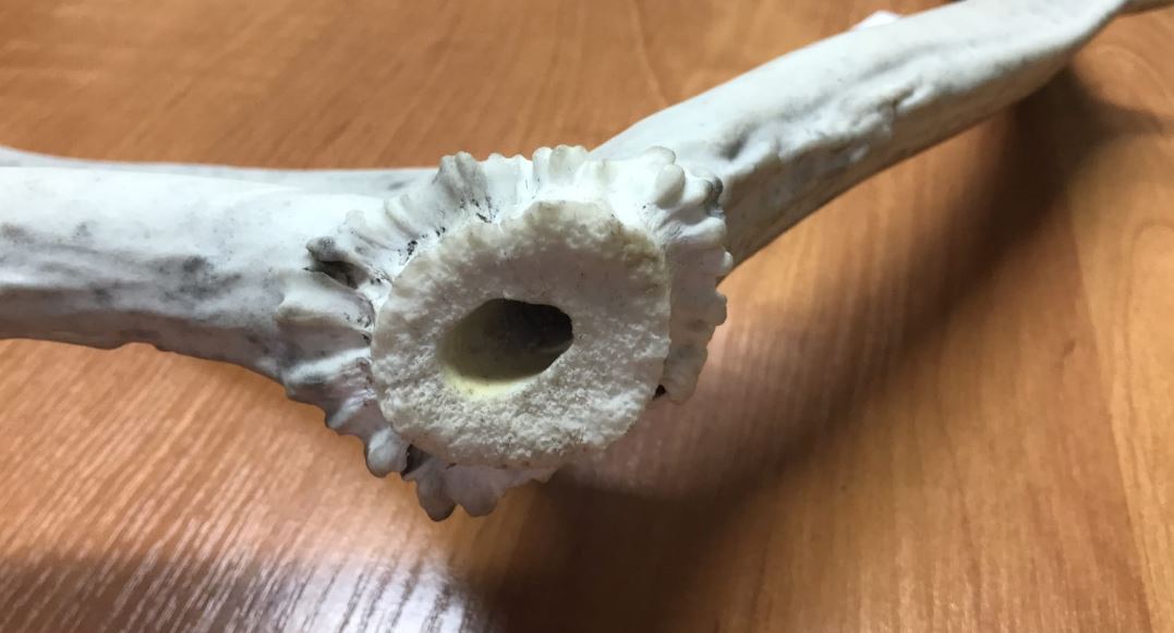 Takiego artysty cały Kraków słynący z wieloletnich tradycji bohemy chyba jeszcze nie widział. 20 latek w piżamie spacerował sobie po Placu Szczepańskim z okazałym porożem renifera. Zatrzymany przez policjantów przyznał się, że ma przy sobie marihuanę, a rogi renifera przerobił na fajkę wodną.