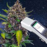 Robi to ze stuprocentową poprawnością. Potrafi ustalić, czy badana roślina to konopie włókniste czy też marihuana. Specjalistyczny laser Raman Spektrometr (RS) to innowacyjne urządzenie przetestowane przez zespół naukowców Texas A&M University.