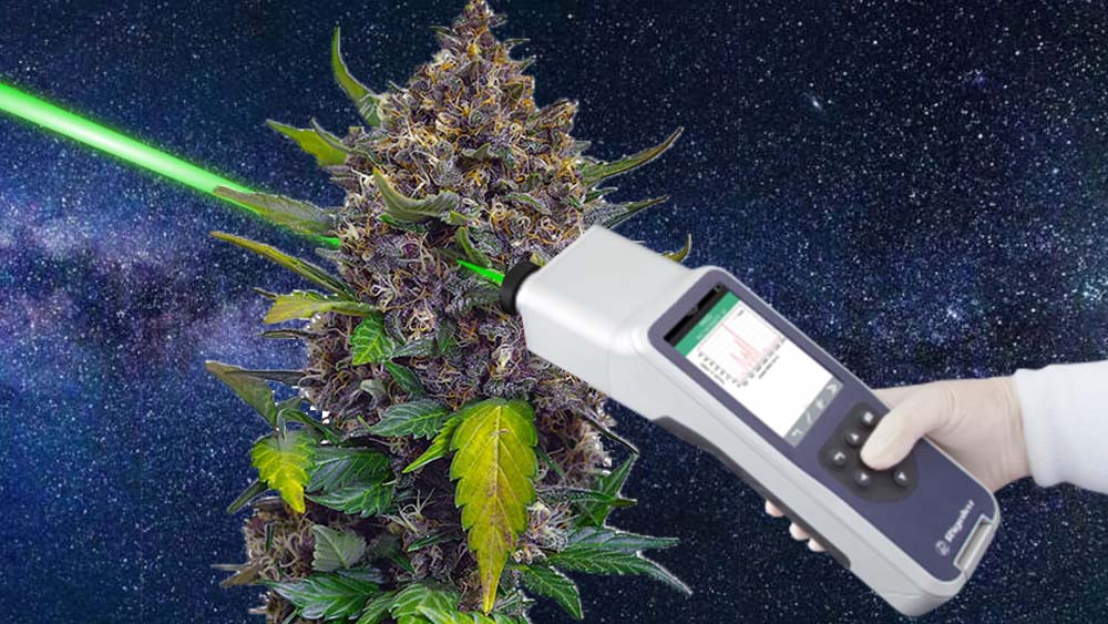 Robi to ze stuprocentową poprawnością. Potrafi ustalić, czy badana roślina to konopie włókniste czy też marihuana. Specjalistyczny laser Raman Spektrometr (RS) to innowacyjne urządzenie przetestowane przez zespół naukowców Texas A&M University.