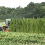 Sprawdzają się w przemyśle, rolnictwie i medycynie. Z upływem czasu odkrywanych jest coraz więcej walorów i możliwości zastosowania konopi. Ta branża w Polsce jednak rozwija się zbyt wolno i nadal tak będzie, jeśli nie odrzuci się stereotypowego myślenie. Nadzieją na przyszłość konopnego rynku nad Wisłą może być jednak ostatnie stanowisko podkomisji ds. biogospodarki i innowacyjności w rolnictwie.