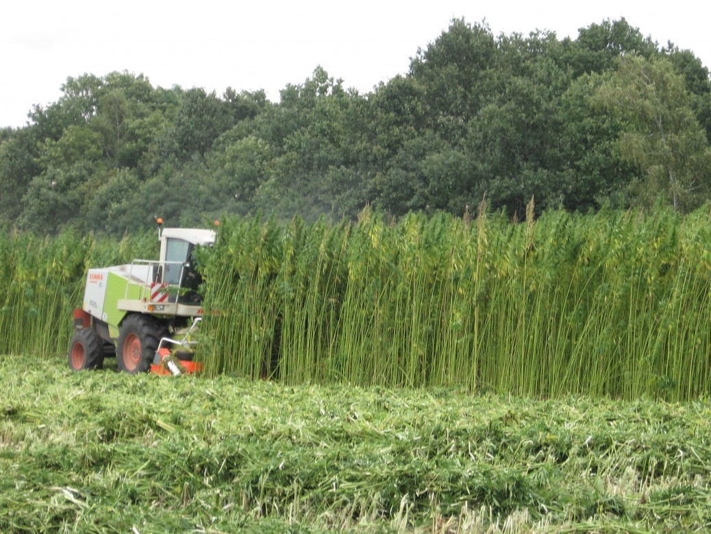 Sprawdzają się w przemyśle, rolnictwie i medycynie. Z upływem czasu odkrywanych jest coraz więcej walorów i możliwości zastosowania konopi. Ta branża w Polsce jednak rozwija się zbyt wolno i nadal tak będzie, jeśli nie odrzuci się stereotypowego myślenie. Nadzieją na przyszłość konopnego rynku nad Wisłą może być jednak ostatnie stanowisko podkomisji ds. biogospodarki i innowacyjności w rolnictwie.