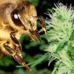 Jak wynika z najnowszych badań przeprowadzonych przez naukowców z Cornell University pszczoły uwielbiają konopie. Przyciągają je szczególnie najwyższe krzewy marihuany, które mają dużą zawartość pyłku. Z najnowszych badań wynika też, konopie mogą być ratunkiem dla wymierających masowo pszczół.