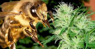 Jak wynika z najnowszych badań przeprowadzonych przez naukowców z Cornell University pszczoły uwielbiają konopie. Przyciągają je szczególnie najwyższe krzewy marihuany, które mają dużą zawartość pyłku. Z najnowszych badań wynika też, konopie mogą być ratunkiem dla wymierających masowo pszczół.