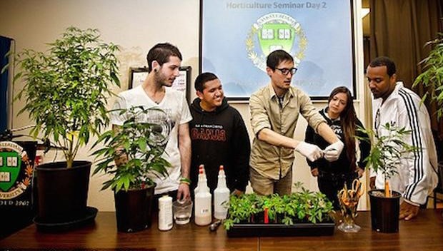 To będzie zupełnie nowy kierunek studiów. Już jesienią na Uniwersytecie Stanowym w Colorado-Pubelo edukację rozpoczną pierwsi studenci, którzy będą mogli zdobyć tytuł magistra marihuany.