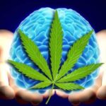 Według najnowszych badań THC może mieć wpływ na tworzenie tak zwanych fałszywych wspomnień. Przeprowadzili je naukowcy z wydziału psychologii i neuronauki Uniwersytetu Maastricht w Holandii. Przeprowadzili eksperyment na dwóch grupach ludzi.