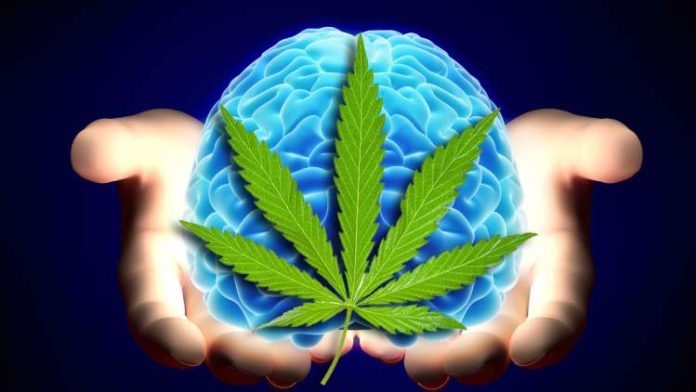 Według najnowszych badań THC może mieć wpływ na tworzenie tak zwanych fałszywych wspomnień. Przeprowadzili je naukowcy z wydziału psychologii i neuronauki Uniwersytetu Maastricht w Holandii. Przeprowadzili eksperyment na dwóch grupach ludzi.