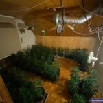 200 doniczek z krzewami marihuany i 350 krzewów suszących się krzaków. Taką plantację w jednym z domów jednorodzinnych w Jeleniej Górze zlikwidowali tamtejsi policjanci. Zatrzymali 4 plantatorów.