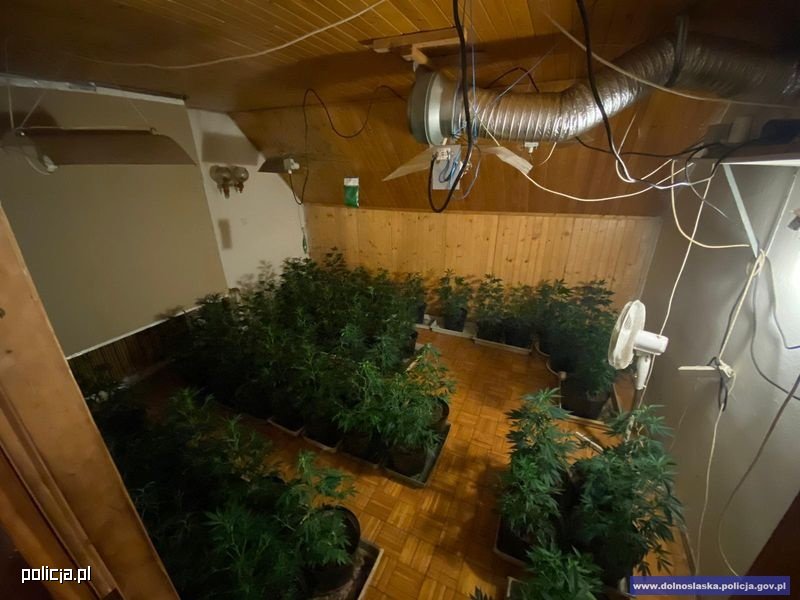 200 doniczek z krzewami marihuany i 350 krzewów suszących się krzaków. Taką plantację w jednym z domów jednorodzinnych w Jeleniej Górze zlikwidowali tamtejsi policjanci. Zatrzymali 4 plantatorów.