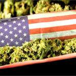 Marihuana medyczna i rekreacyjna w USA bije sprzedażowe rekordy. Tylko w okresie od 16 do 22 marca sprzedaż rekreacyjnej marihuany w takich stanach jak Kalifornia czy Oregon wzrosła o 50 proc! Z kolei sprzedaż konopi medycznych skoczyła o 40 proc!