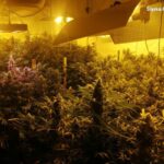 500 krzewów marihuany, pół kilograma konopnego suszu oraz prawie 1,5 kg wysuszonych roślin przejęli policjanci z Rybnika (woj. śląskie). Zatrzymano w sumie 5 osób, z których dwie – 25 letnia kobieta oraz 28 letni mężczyzna trafili do aresztu.