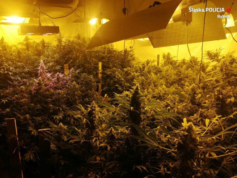500 krzewów marihuany, pół kilograma konopnego suszu oraz prawie 1,5 kg wysuszonych roślin przejęli policjanci z Rybnika (woj. śląskie). Zatrzymano w sumie 5 osób, z których dwie – 25 letnia kobieta oraz 28 letni mężczyzna trafili do aresztu.