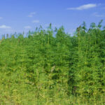 Łagodniejsze sankcje związane w uprawami i skupem konopi włóknistych, a także mniej ograniczeń administracyjnych – takie zamiary ma Ministerstwo Rolnictwa i Rozwoju Wsi. Cel? Rozwinąć konopny rynek nad Wisłą.