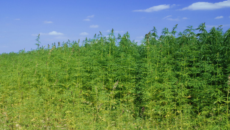 Łagodniejsze sankcje związane w uprawami i skupem konopi włóknistych, a także mniej ograniczeń administracyjnych – takie zamiary ma Ministerstwo Rolnictwa i Rozwoju Wsi. Cel? Rozwinąć konopny rynek nad Wisłą.