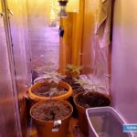 Chociaż na rynku nie brakuje bogatej oferty growboxów, to 29 letni mieszkaniec Lubina postanowił marihuanę uprawiać w szafie. Stworzył w niej optymalne na miarę nie jednego namiotu do uprawy, warunki dla konopi indyjskich. Niestety jego wynalazek odkryli policjanci.