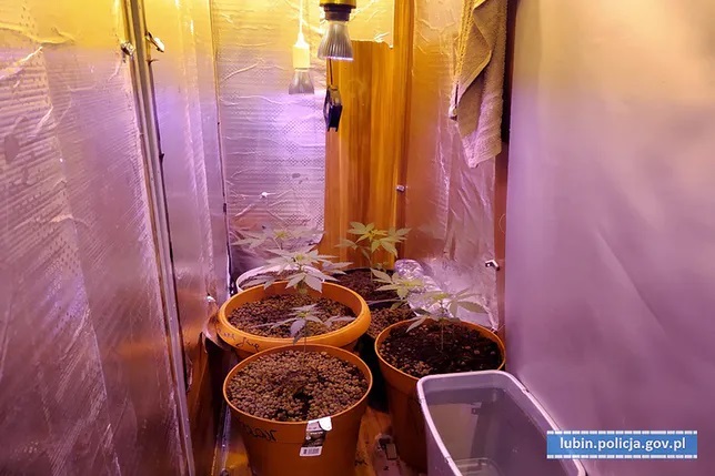 Chociaż na rynku nie brakuje bogatej oferty growboxów, to 29 letni mieszkaniec Lubina postanowił marihuanę uprawiać w szafie. Stworzył w niej optymalne na miarę nie jednego namiotu do uprawy, warunki dla konopi indyjskich. Niestety jego wynalazek odkryli policjanci.