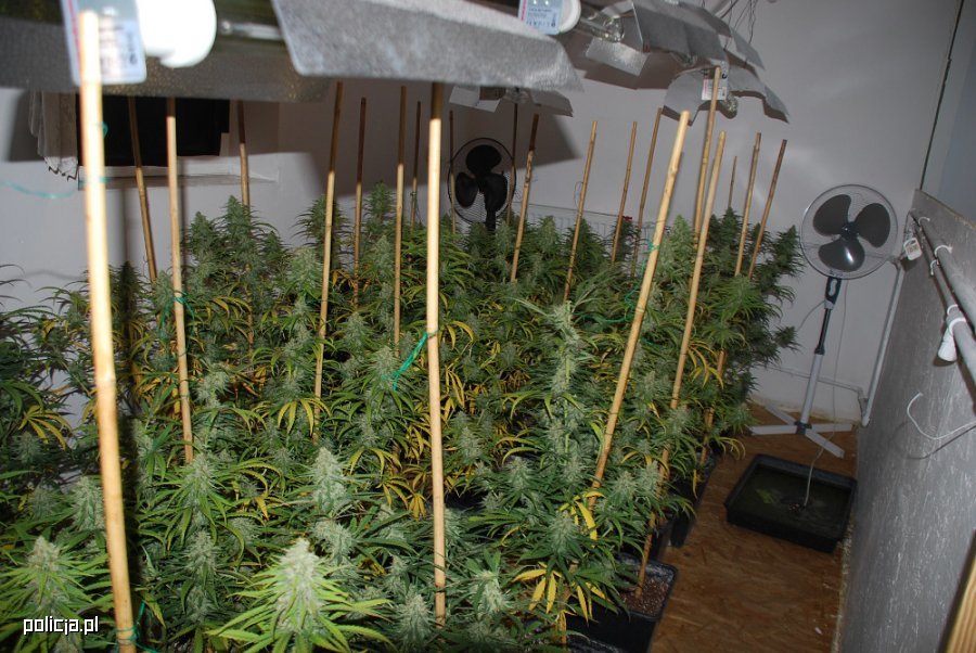 Było ich trzech. Uprawiali naprawdę bujną plantację marihuany. W sumie 850 krzaków. Plantacja pewnie wydałaby obfite plony, gdyby zapachu konopi indyjskich na jednej z posesji w Żabiej Woli nie wyczuł policjant.