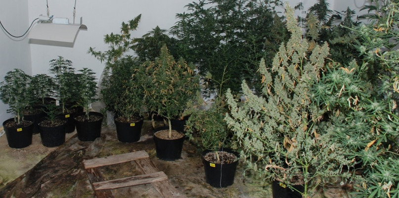 Kilkadziesiąt krzewów marihuany i 7 kilogramów suszu znaleziono podczas pożaru domu. Dramat rozegrał się w miejscowości Kosowo (gmina Przodkowo). Po ugaszeniu pożaru strażacy wraz z policjantami próbowali ustalić co było przyczyną pożaru. Znaleźli wówczas w środku pokaźną uprawę konopi indyjskich.