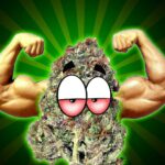 Im dłużej palimy, tym bardziej zwiększa się tolerancja na konopie indyjskie i zaczynamy szukać czegoś mocniejszego. Podobnie zresztą użytkownicy marihuany medycznej wolą mocniejsze jej odmiany. Prezentujemy zatem 5 najmocniejszych odmian konopi indyjskich, które na pewno Was nie zawiodą, bo dadzą silne efekty niczym na początku waszej przygody z marihuaną.