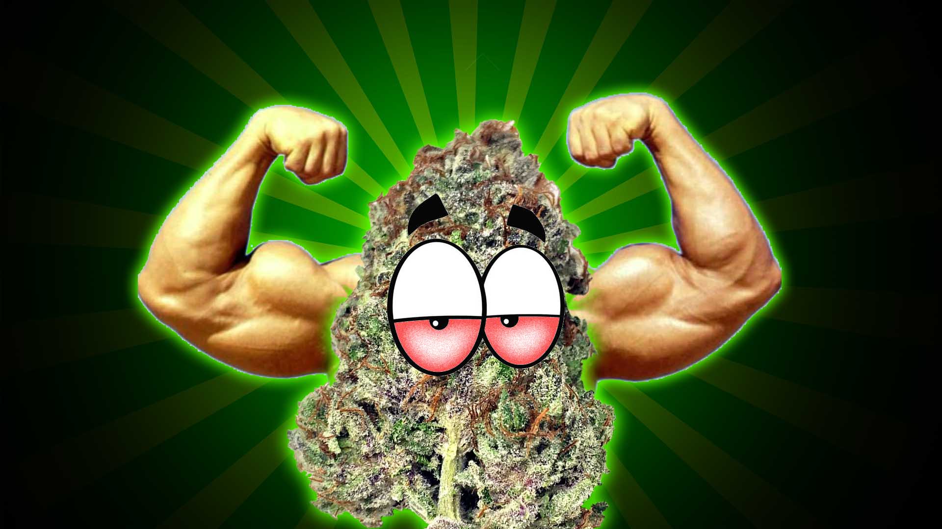 Im dłużej palimy, tym bardziej zwiększa się tolerancja na konopie indyjskie i zaczynamy szukać czegoś mocniejszego. Podobnie zresztą użytkownicy marihuany medycznej wolą mocniejsze jej odmiany. Prezentujemy zatem 5 najmocniejszych odmian konopi indyjskich, które na pewno Was nie zawiodą, bo dadzą silne efekty niczym na początku waszej przygody z marihuaną.