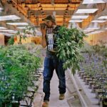 Chociaż pandemia koronawirusa wywołała kryzys gospodarczy, to nie dotknął on jednak branży konopi indyjskich. Jak wynika ze statystyk amerykańskiej firmy rekrutacyjnej zapotrzebowanie na pracowników w konopnej branży jest ogromne i wciąż rośnie.