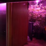 Właściciele tej plantacji marihuany mieli naprawdę baśniową wyobraźnię rodem z Krainy Narnii. 41 letnia Anna T. wraz z 23 letnim synem Adrianem uprawiali 1400 roślin konopi indyjskich. Do plantacji wchodziło się przez szafy niczym do świata Narnii.