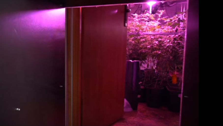 Właściciele tej plantacji marihuany mieli naprawdę baśniową wyobraźnię rodem z Krainy Narnii. 41 letnia Anna T. wraz z 23 letnim synem Adrianem uprawiali 1400 roślin konopi indyjskich. Do plantacji wchodziło się przez szafy niczym do świata Narnii.