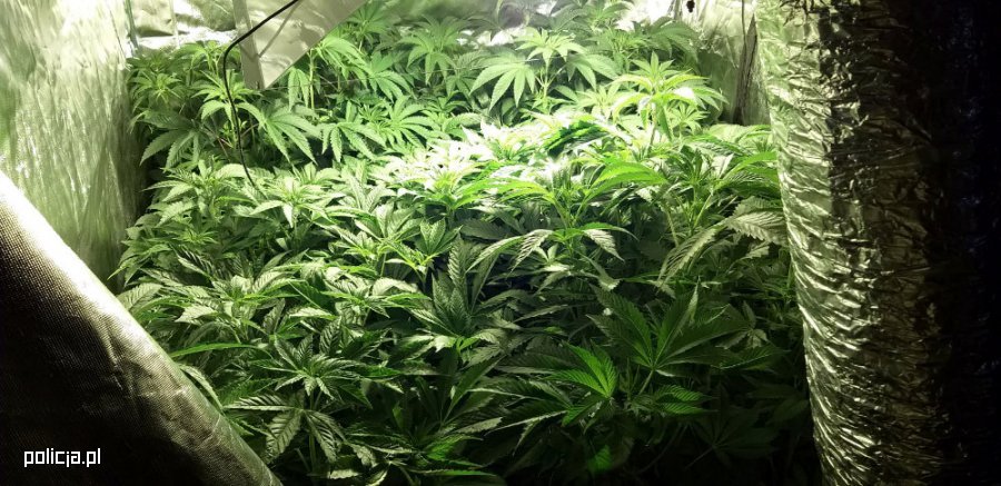 Dwie Pruszkowie, jedna w gminie Jastrzębia koło Radomia i jeszcze jedna w gminie Kalinowo (woj. podlaskie). W sumie 4 plantacje marihuany w ciągu kilku ostatnich dni zlikwidowali policjanci. Ostatnia z nich była uprawiana w piwnicy. Ale zacznijmy od początku.