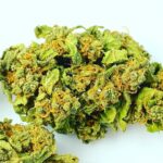 Owocowy profil terpenowy, aromat truskawki i przewaga genetyki Sativa. Tak w skrócie można zdefiniować odmianę marihuany Strawberry Haze, a dokładnie Arjan's Strawberry Haze stworzonej przez Green House Seeds Company i nazwaną na cześć Arjana Roskama.