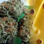 Odmiana marihuany cheese jest bardzo popularna w Wielkiej Brytanii. Stamtąd tez pochodzi i została wyselekcjonowana przez kolektyw Exodus z nasion Skunk#1. W efekcie powstało wiele jej krzyżówek. Jaka jest naprawdę odmiana cheese i skąd ta serowa nazwa? Więcej o tym i o najciekawszych jej odsłonach w artykule.