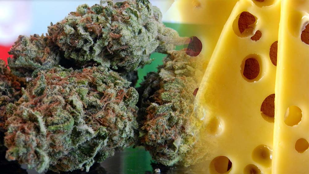 Odmiana marihuany cheese jest bardzo popularna w Wielkiej Brytanii. Stamtąd tez pochodzi i została wyselekcjonowana przez kolektyw Exodus z nasion Skunk#1. W efekcie powstało wiele jej krzyżówek. Jaka jest naprawdę odmiana cheese i skąd ta serowa nazwa? Więcej o tym i o najciekawszych jej odsłonach w artykule.