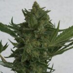 Jest nie tylko łatwa w hodowli, odporna, ale ma też naprawdę obfite plony. Critical Haze charakteryzuje się też mocą i walorami smakowymi, które z pewnością docenią palacze marihuany. Koneserzy docenią też obfite w wysokiej jakości żywicę topy tej odmiany.