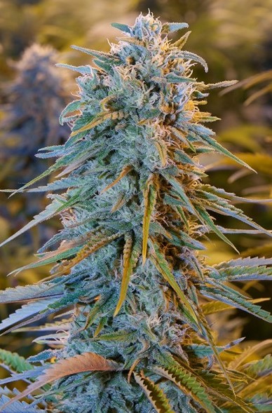 Swoje korzenie ma w słonecznej Kalifornii. Zarówno tam, jak i w całych Stanach Zjednoczonych, a później na świecie stała się bardzo szybko popularna. To zasługa obfitych plonów Blue Dream, jak również łatwości w uprawie tej odmiany marihuany. Więcej o jej pochodzeniu i hodowli dowiecie się z tego artykułu.