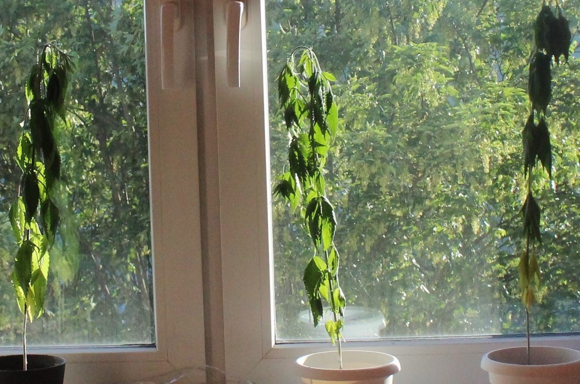 Co kierowało 28 latkiem, który zdecydował się donieść sam na siebie, że uprawia marihuanę? Jego partnerka, której po prostu chciał zrobić na złość. Mężczyzna zadzwonił na policję i powiadomił dyżurnego, że uprawia w domu trzy krzewy marihuany.