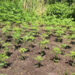 Inaczej niż jezioro marzeń tego miejsca nazwać nie można. W sumie 118 krzewów marihuany skonfiskowali policjanci w Osieku nad Wisłą. Bujną roślinność odkryto w tej miejscowości w pobliżu jeziora. Na miejsce niezwłocznie wezwano biegłego botanika.