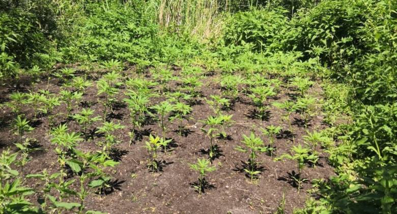 Inaczej niż jezioro marzeń tego miejsca nazwać nie można. W sumie 118 krzewów marihuany skonfiskowali policjanci w Osieku nad Wisłą. Bujną roślinność odkryto w tej miejscowości w pobliżu jeziora. Na miejsce niezwłocznie wezwano biegłego botanika.