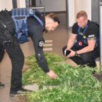 Młody, zjarany i doświadczony w uprawie konopi indyjskich. 15 latek z Kalisza uprawiał w lesie 241 krzewów marihuany. Jego plantację zlikwidowali policjanci, bo nastolatek wzbudził ich podejrzenia przez swoje dziwne zachowanie.