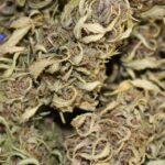 5 roślin marihuany, 15 gramów suszu i 5 gramów haszyszu w Czechach to jak wiadomo nie przestępstwo tylko wykroczenie. Wszystko jednak wskazuje na to, że rekreacyjna marihuana będzie u naszych południowych sąsiadów legalna! Jak wynika z badań przeprowadzonych przez Kantar na zlecenie Wolnych Konopi też chcielibyśmy takich zmian prawnych i zazdrościmy tego Czechom.