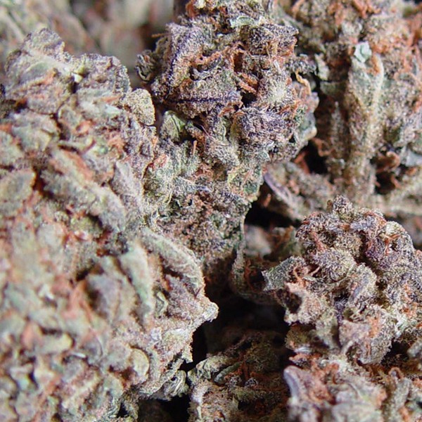 To swojego czasu jedna z najbardziej popularnych odmian marihuany, królująca w holenderskich coffe shopach. Dziś jednak nie każdy Amnesia Haze kojarzy. Niezależnie od tego, jest to mocna odmiana konopi indyjskich, uwielbiana zarówno przez palaczy, jak i growerów. Przyjrzyjmy się zatem lepiej kultowej Amnesia Haze.