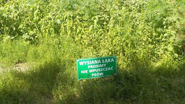 „Wysiana łąka, prosimy nie wpuszczać psów” - pytanie co autor i równocześnie właściciel plantacji marihuany na warszawskim Bemowie miał na myśli umieszczające taką tabliczkę? Czy zakaz bądź prośba dotyczyły zwierząt, a może raczej policjantów? Przyjrzyjmy się zatem tej konopnej plantacji z nietypowym oznakowaniem.