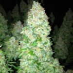 To naprawdę mocny afgański killer. Mazar pochodzi z miasta Mazar-i-Sharif w Afganistanie, które słynie z wysokiej jakości haszyszu, który produkowany jest właśnie z tej odmiany. Jej atutami jest nie tylko duża moc, ale również obfite plony i odporność na błędy growerów.