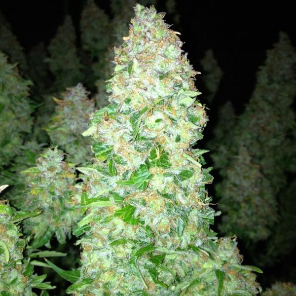 To naprawdę mocny afgański killer. Mazar pochodzi z miasta Mazar-i-Sharif w Afganistanie, które słynie z wysokiej jakości haszyszu, który produkowany jest właśnie z tej odmiany. Jej atutami jest nie tylko duża moc, ale również obfite plony i odporność na błędy growerów.