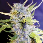 To nowa, autokwitnąca odmiana marihuany z brytyjskiego seed banku G13 Labs. Auto Fro-Yo jest szybkim automatem o kalifornijskiej genetyce. Jest jednym ze smaczniejszych automatów, którego naprawdę warto spróbować i z pewnością podbije serca nie jednego palacza zioła i growera.