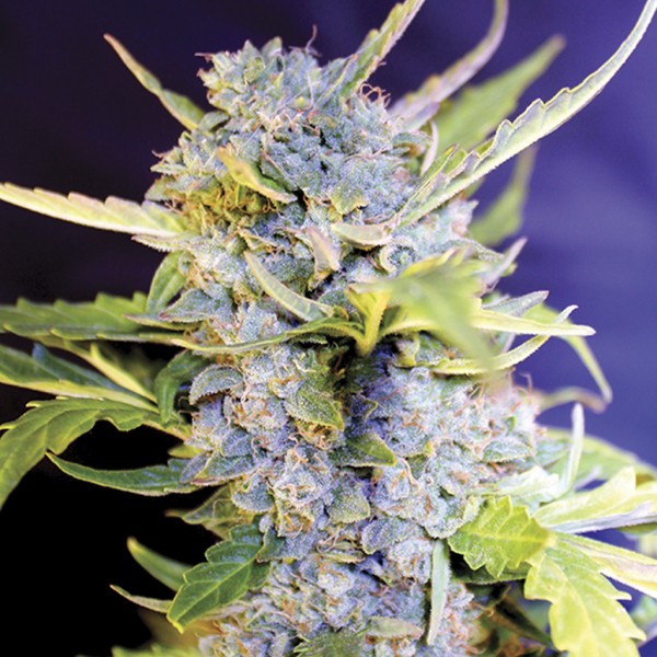 To nowa, autokwitnąca odmiana marihuany z brytyjskiego seed banku G13 Labs. Auto Fro-Yo jest szybkim automatem o kalifornijskiej genetyce. Jest jednym ze smaczniejszych automatów, którego naprawdę warto spróbować i z pewnością podbije serca nie jednego palacza zioła i growera.