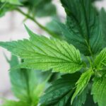 Ich liście, a nawet kwiaty nie przypominają wyglądem klasycznych odmian marihuany. Niektóre z nich zdradzić może ewentualnie charakterystyczny zapach. Niezleżenie od tego mają odpowiednią moc i działanie. W tym artykule zaprezentujemy nietypowe odmiany marihuany, które idealnie nadają się do dyskretnej hodowli w ogrodzie albo na balkonie.