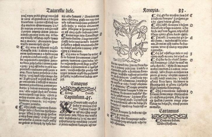 Konopie były znane w Polsce od zawsze