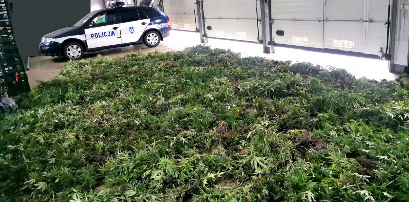 1450 krzewów konopi indyjskich i ponad 15 kilogramów zioła przejęli policjanci w miejscowości Skępe (pow. lipnowski). Plantacja uprawiana była na prywatnej posesji w pomieszczeniach gospodarczych, nieopodal lasu.